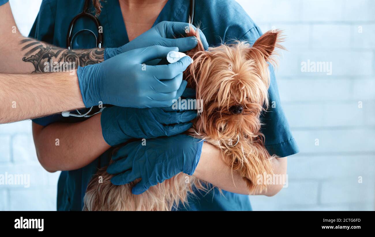 Vet doctors using drops to treat dog's ear infection at animal clinic