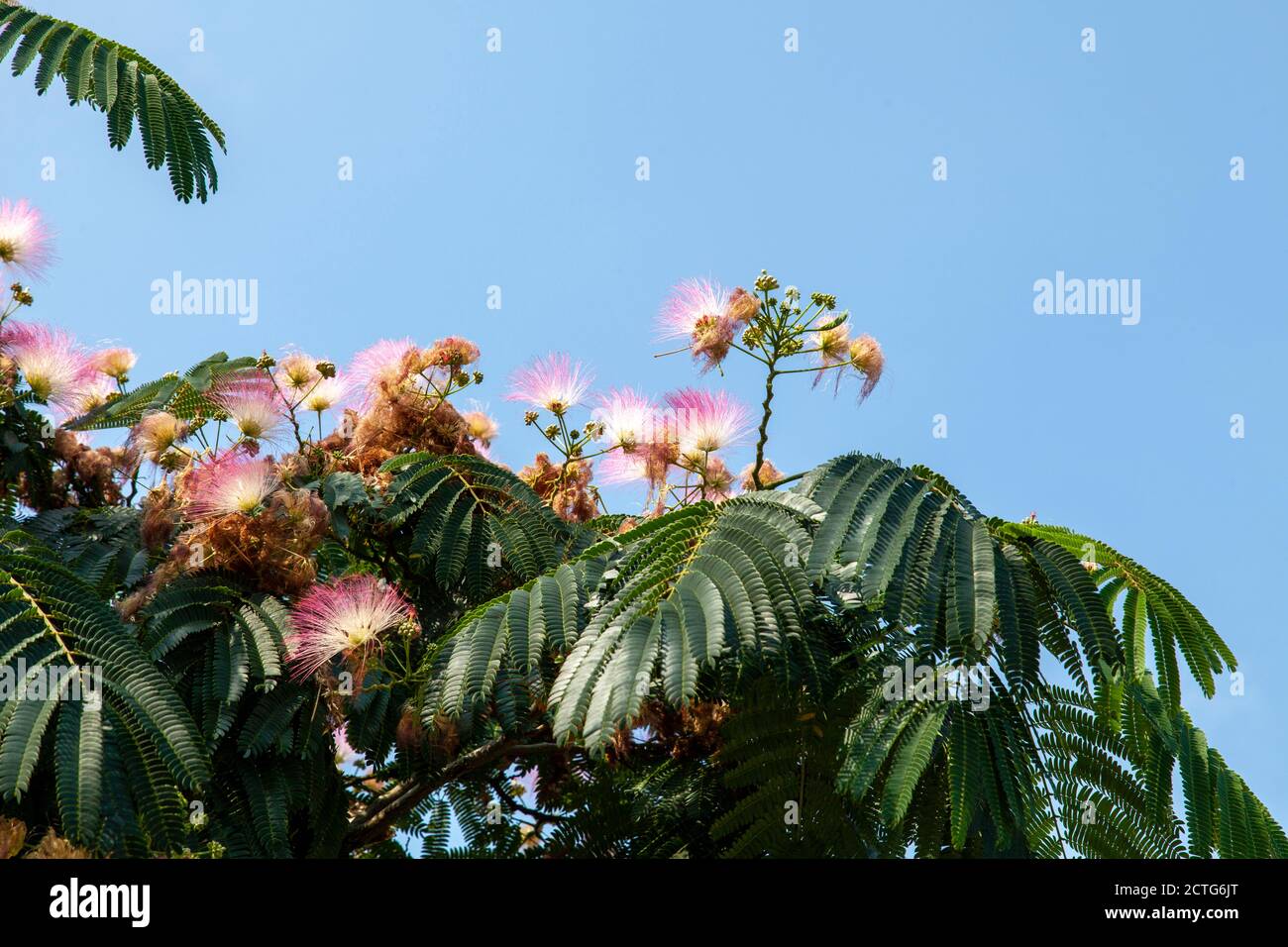 Flowers and foliage of Persian Silk tree or Pink Siris (Albizia julibrissin) Brockley, Lewisham, London Stock Photo
