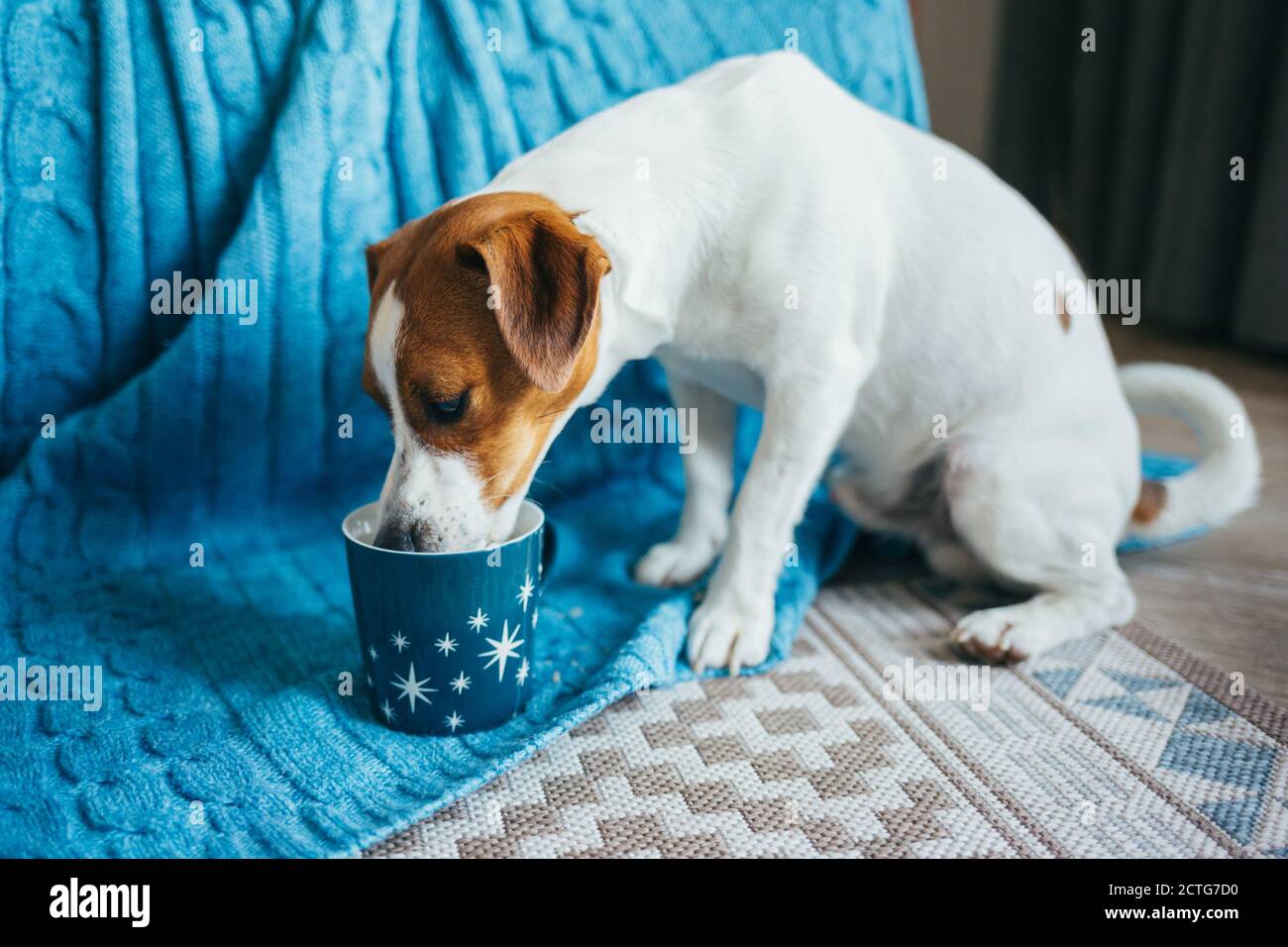 pet shop in chandni chowk