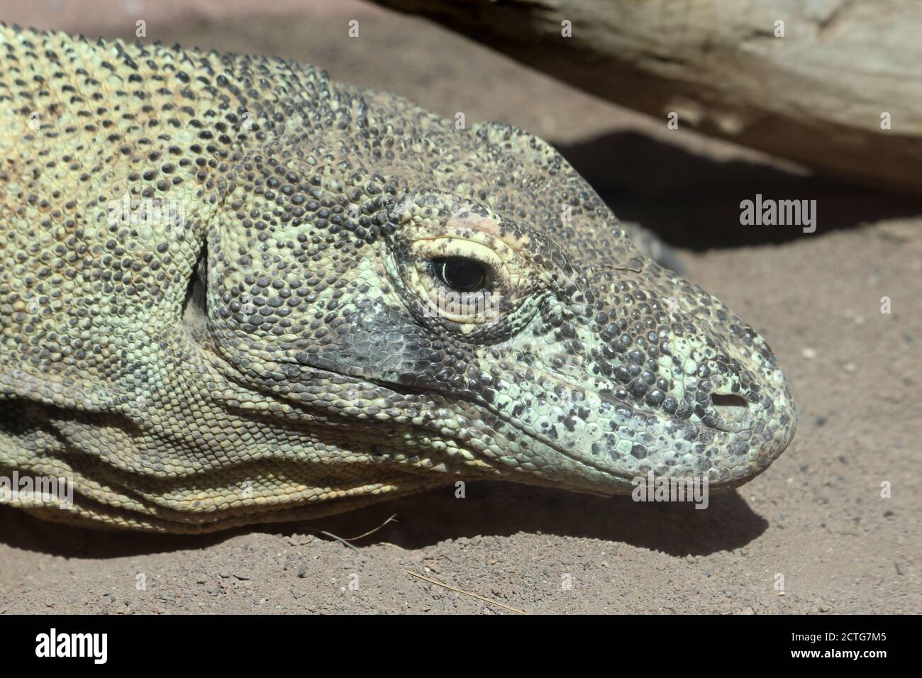 Komodowaran Stock Photo