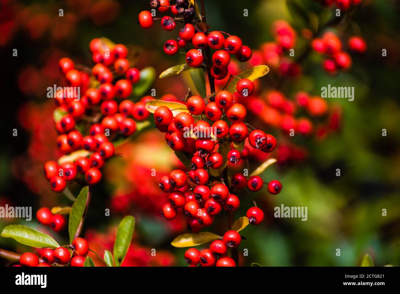 Pyracantha Saphyr Rouge 'Cadrou' or Firethorn growing in a country garden. Stock Photo