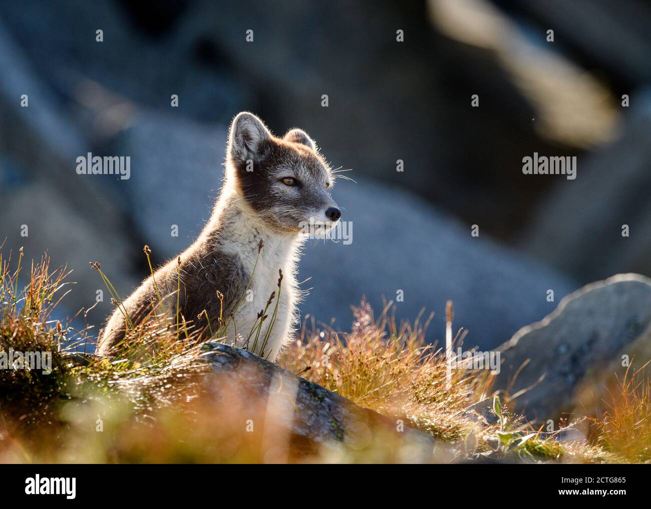 Wild Arctic fox (Vulpes lagopus) in Dovre mountains, Norway Stock Photo