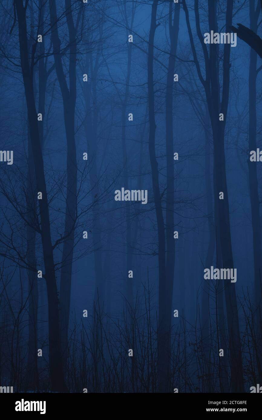Moody dark forest fog outdoor hi-res stock photography and images - Alamy