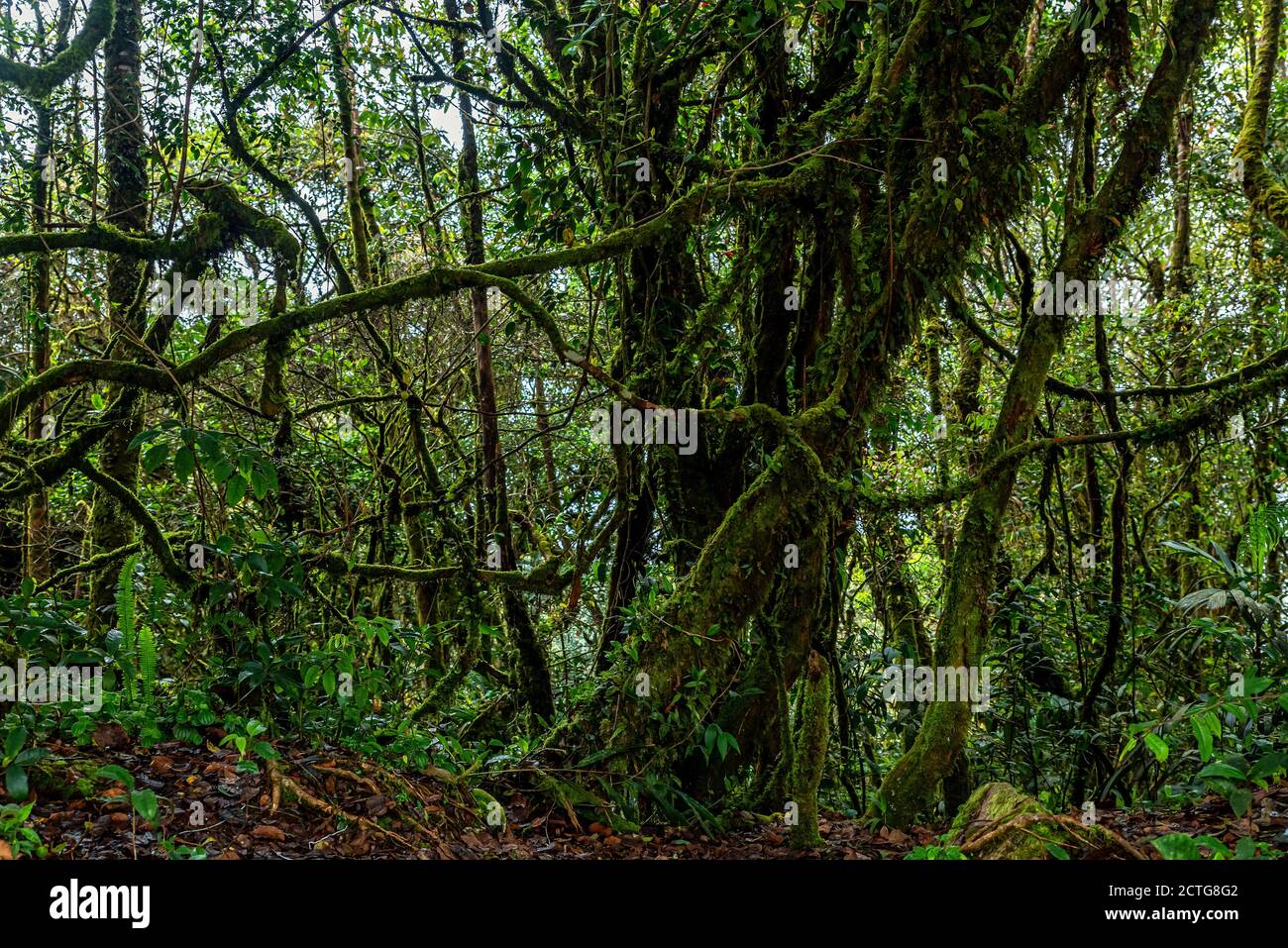 Creepers Lord Of The Flies