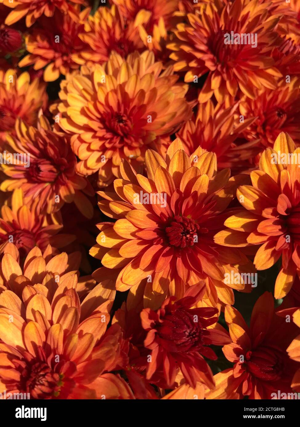 Spring flowers, blossom, nature garden Stock Photo Alamy