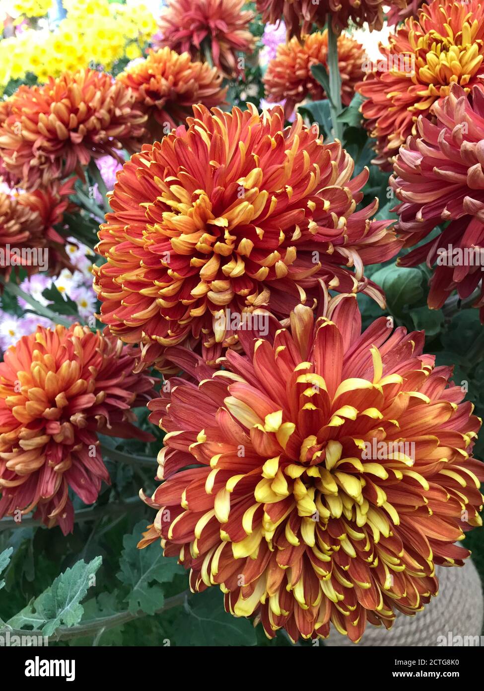 Spring flowers, blossom, nature garden Stock Photo Alamy