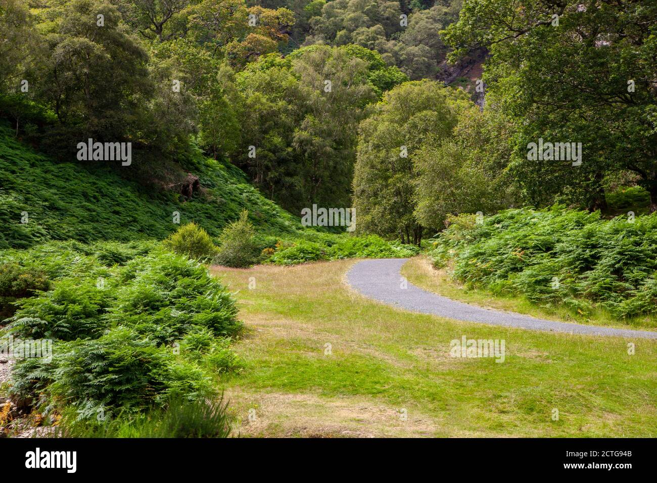 A path trough a forest in a Wicklow Mountains National Park in Ireland Stock Photo
