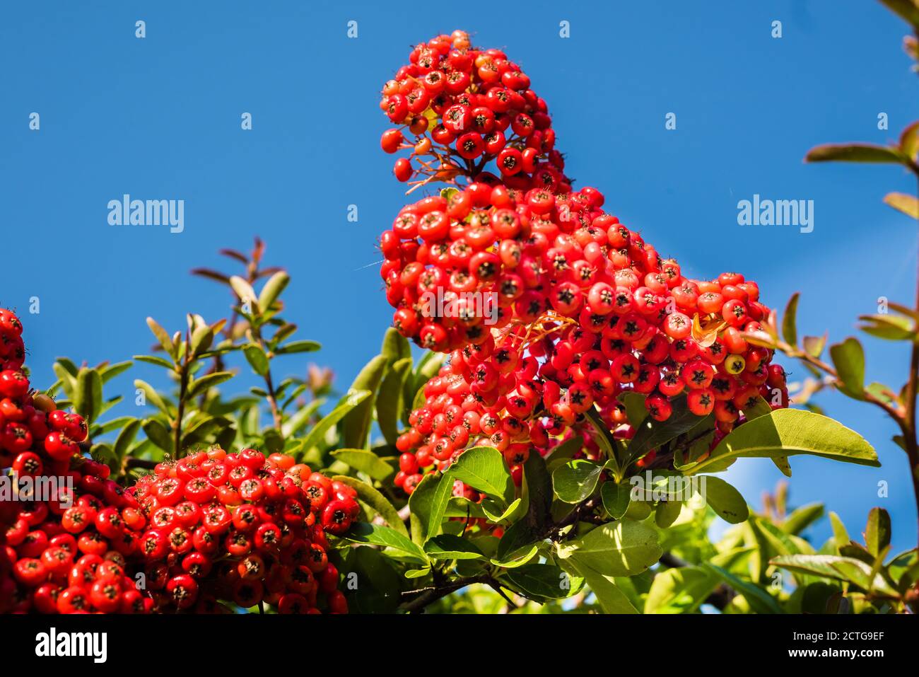 Pyracantha Saphyr Rouge 'Cadrou' or Firethorn growing in a country garden. Stock Photo