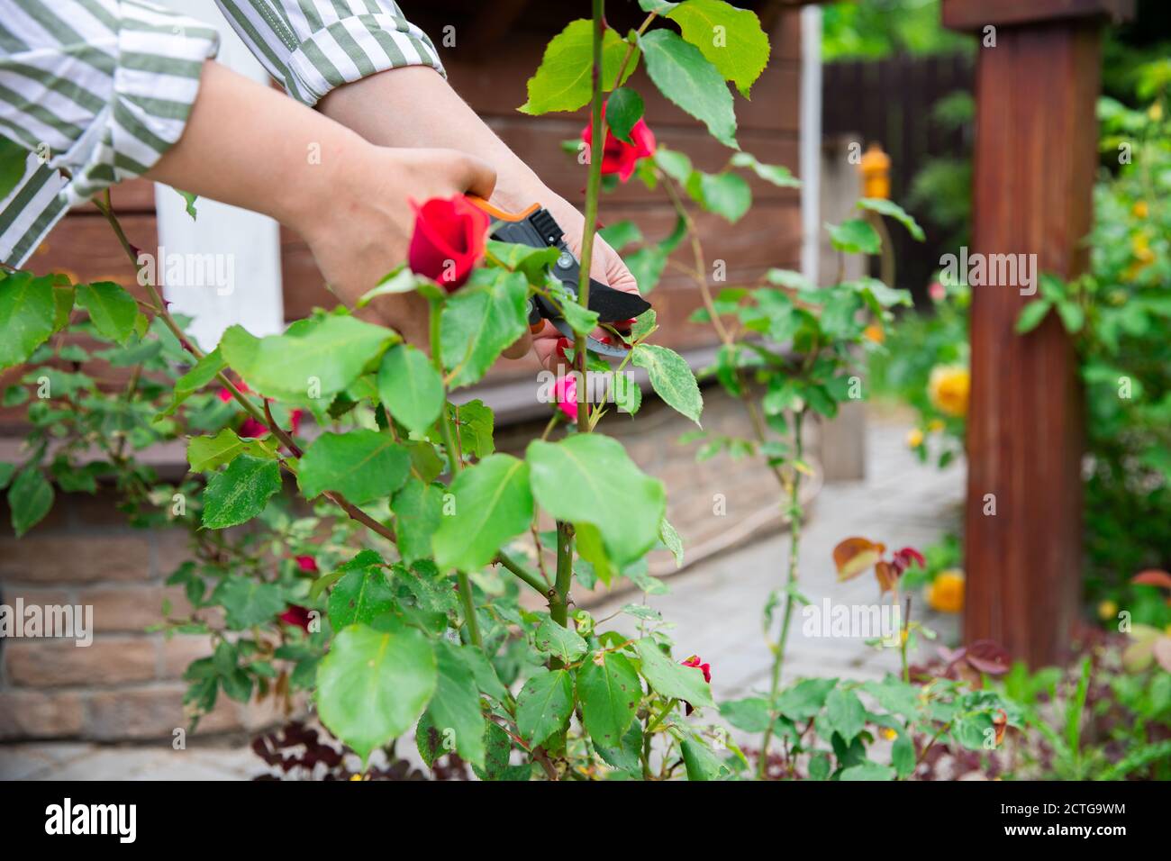 Close up woman florist take care of flowers red roses in outdoor garden