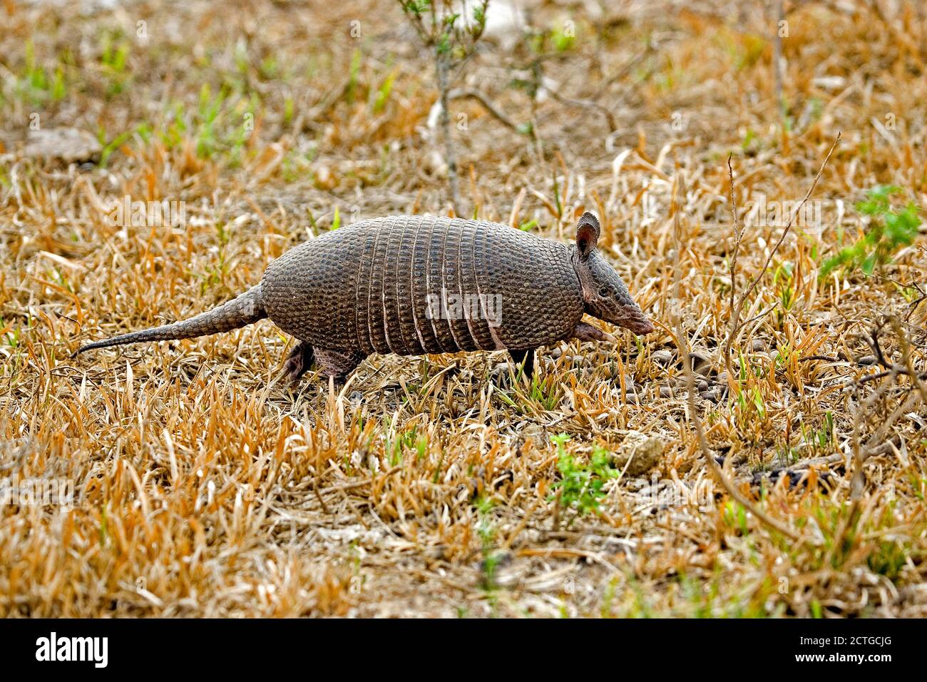 Nine Banded Armadillo, dasypus novemcinctus, Adult, Los Lianos in ...