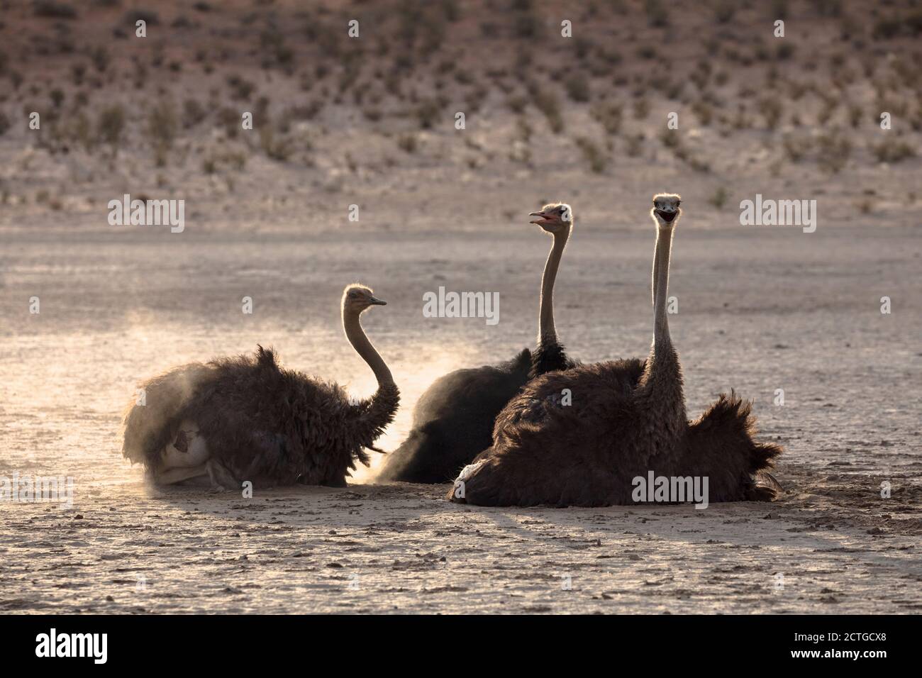 Ostrich (Struthio camelus) dusting, Kgalagadi transfrontier park, South Africa Stock Photo