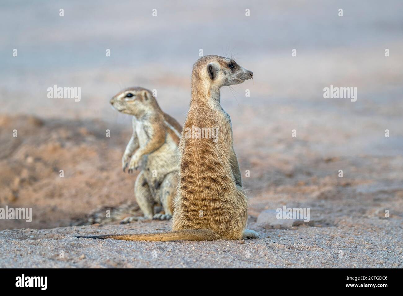 Meerkats (Suricata suricatta), Kgalagadi transfrontier park, South Africa, Stock Photo
