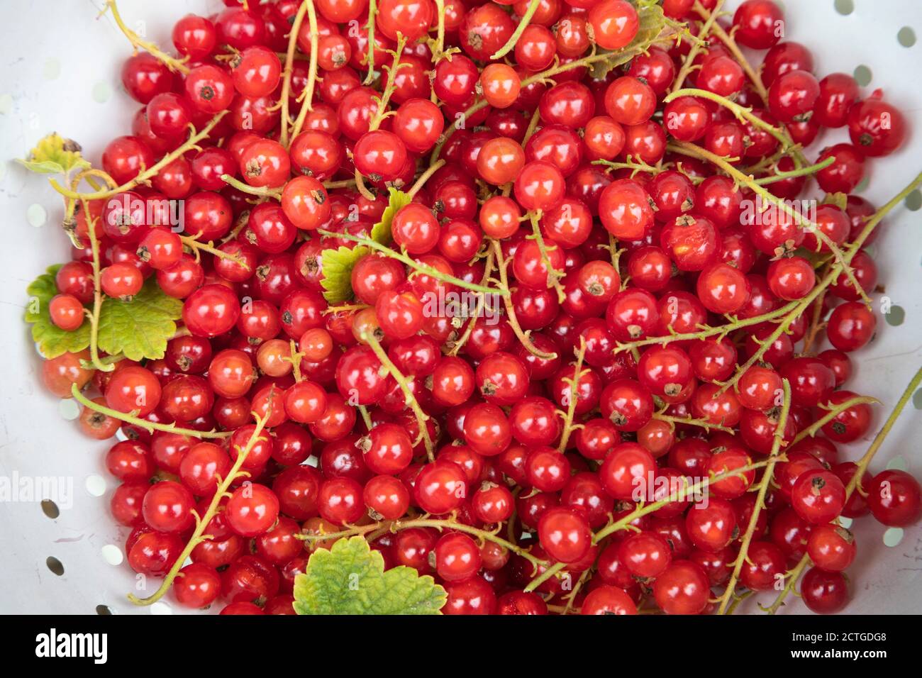 homegrown redcurrants (Ribes rubrum), Northumberland, UK Stock Photo