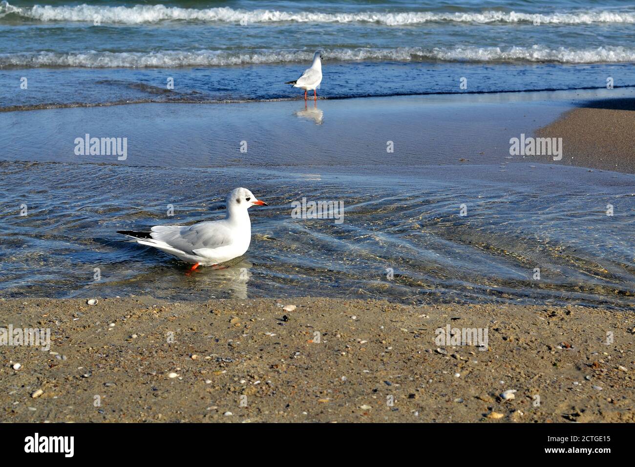 Sand on the sea. Ocean shore with seagulls Stock Photo