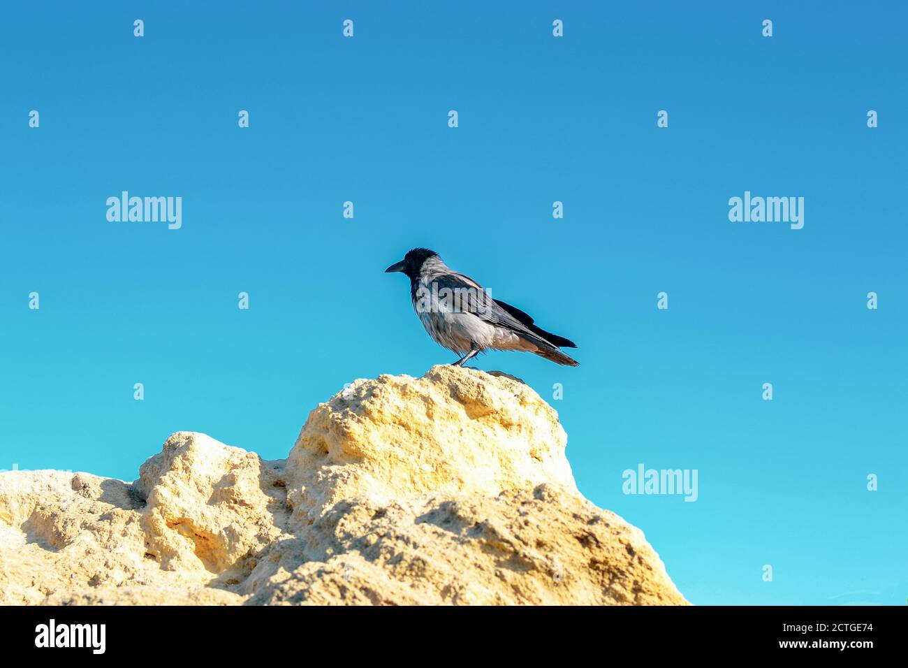 A black raven sits on a rock. Bird on a rock against a blue clear sky. Minimal concept of nature Stock Photo