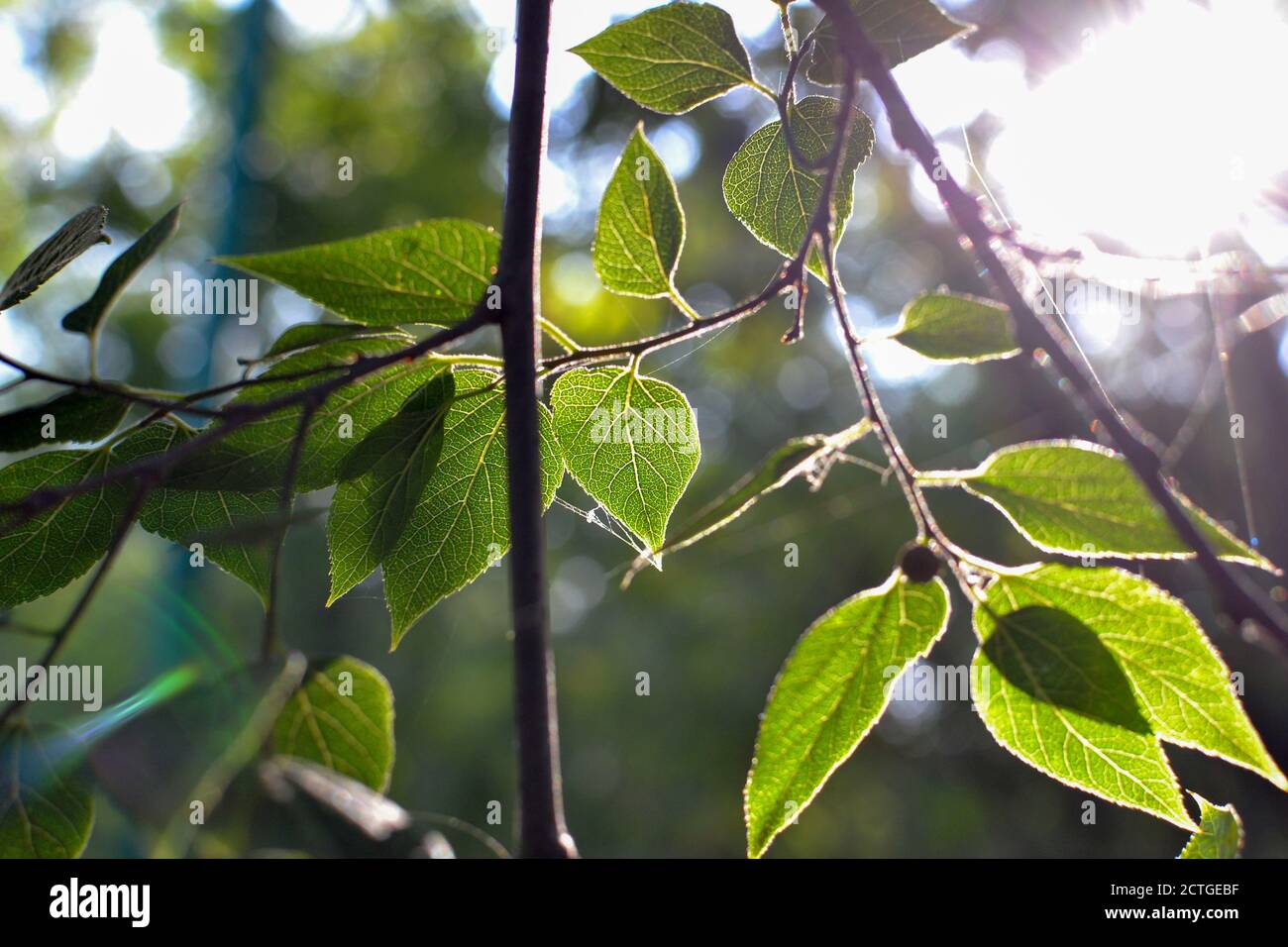 Green foliage and sunlight. Rainbow and green leaves. Spring nature background Stock Photo