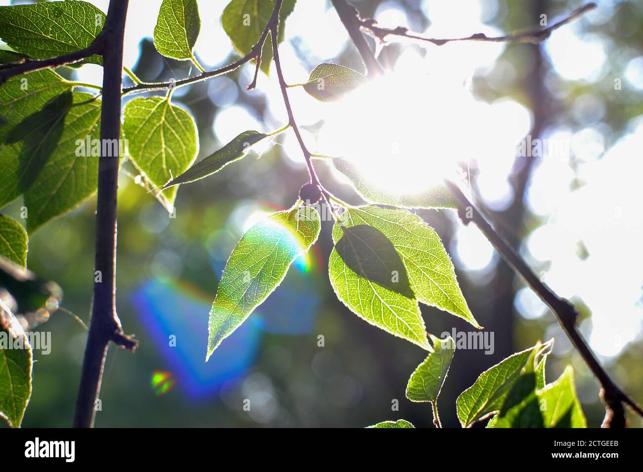 Green foliage and sunlight. Rainbow and green leaves. Spring nature background Stock Photo