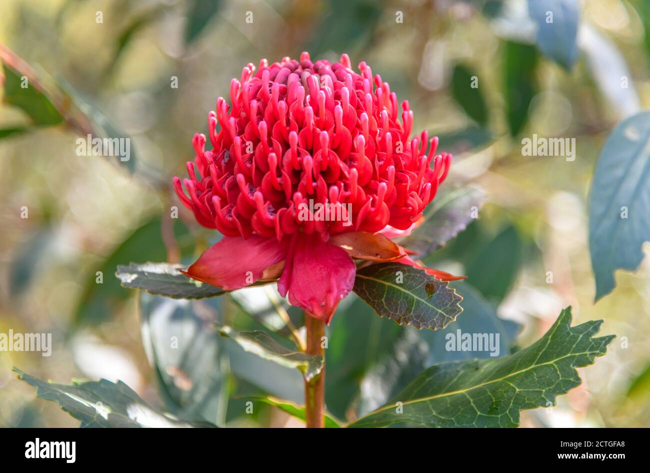 Red waratah hires stock photography and images Alamy