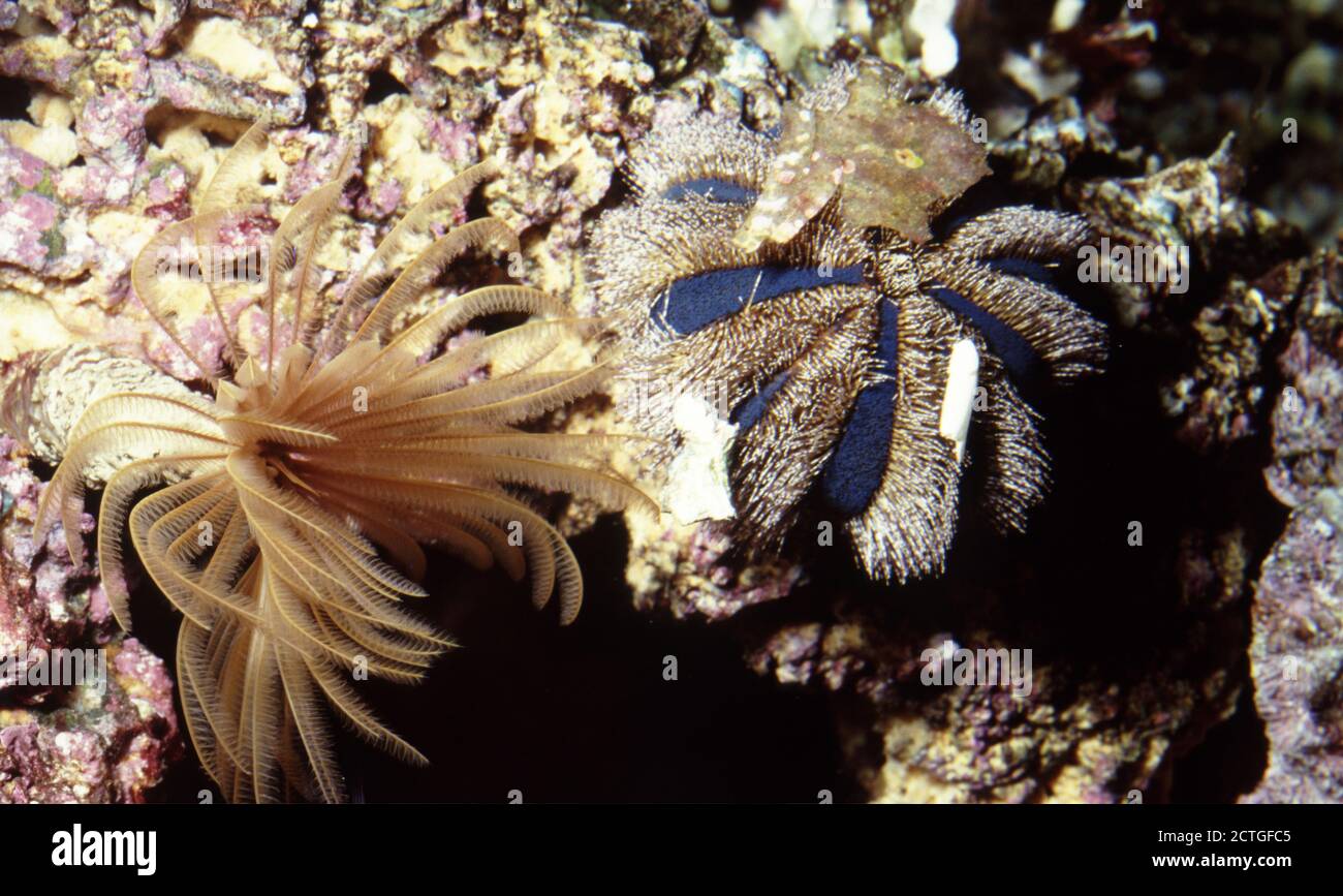 Feather duster (Sabellastarte sp.) and Mespilia globulus (globe or sphere sea urchin) shelter itself from the light by organic debris Stock Photo