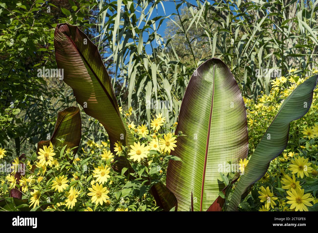 Ethiopian banana and rudbeckia in the border at Sir Harold Hiller Gardens near Romsey in Hampshire Stock Photo