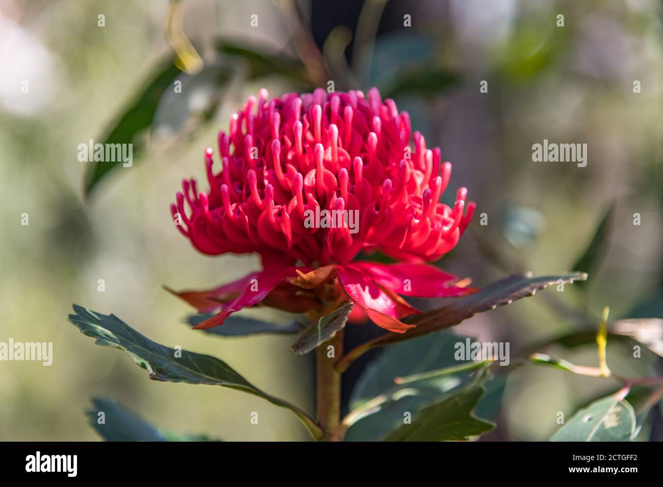 Beautiful Native Red Waratah flower in bloom ready for Spring. Brisbane