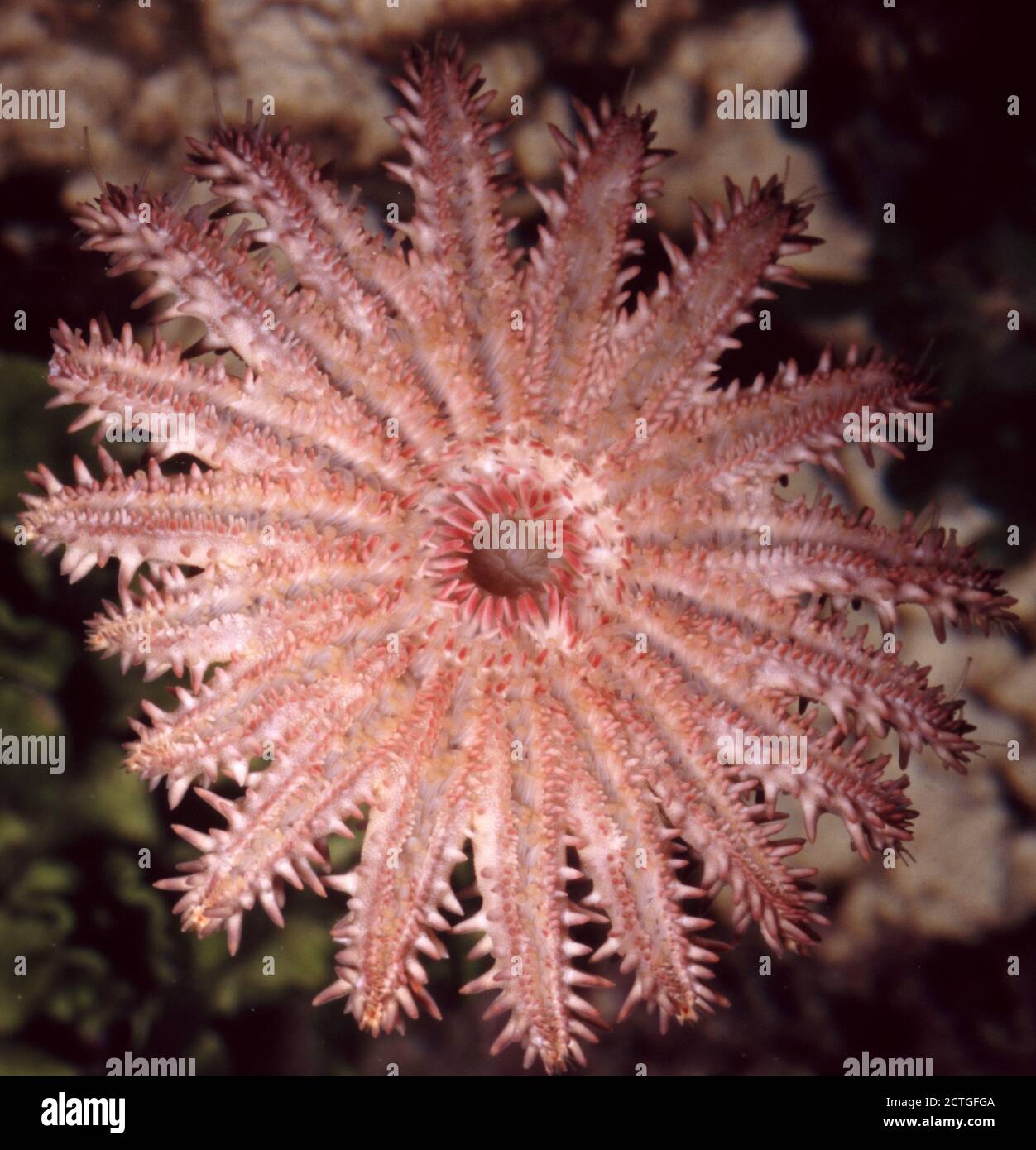 Oral opening of Crown-of-thorns starfish, Acanthaster planci Stock