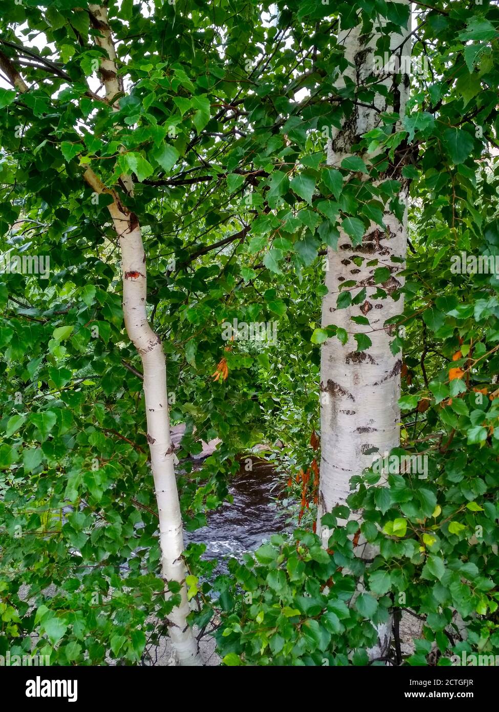 Two trees with white bark in thick green foliage. Stock Photo