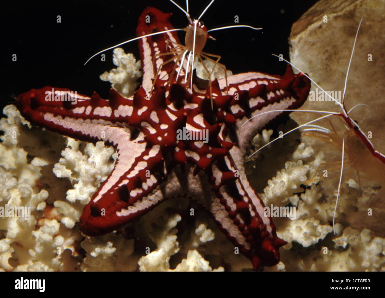 Protoreaster linckii (red knob sea star or African sea star) and cleaner shrimp (Lysmata amboinensis) Stock Photo