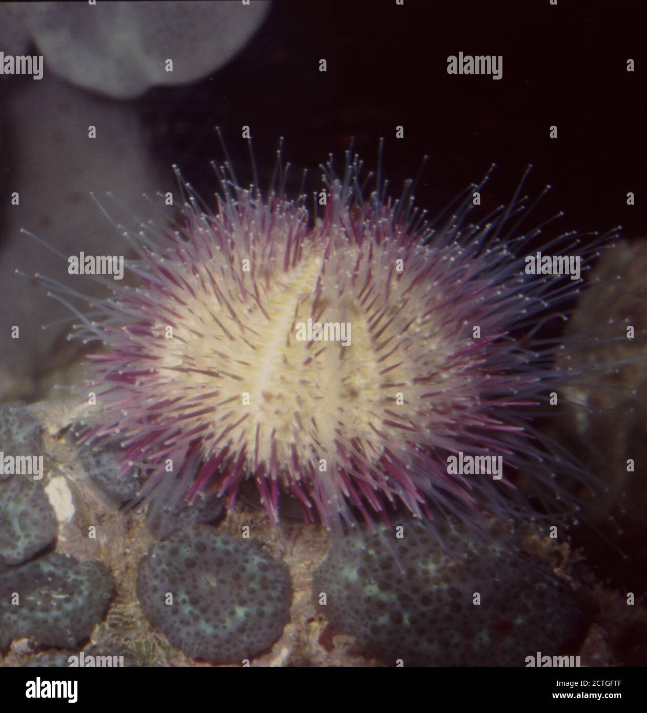 Green or Variegated sea urchin, Lytechinus variegatus Stock Photo