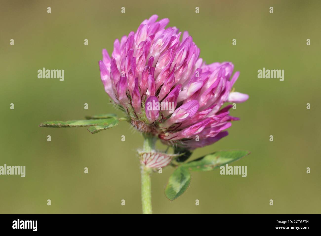 Red Clover (Trifolium pratense) Stock Photo