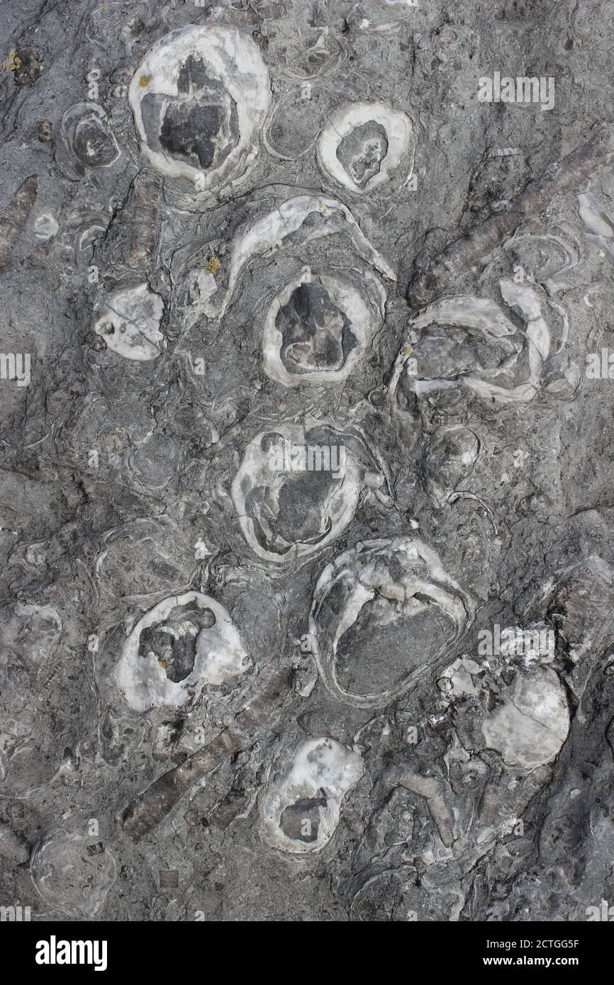 Fossil Oyster Shells / Brachiopods Stock Photo