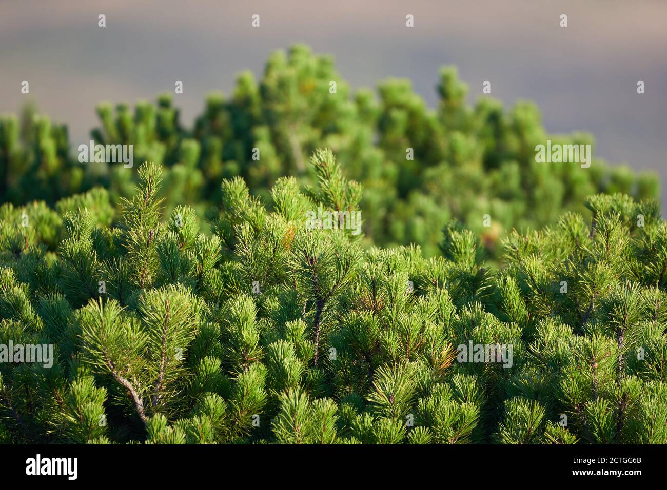 Forest of scrub mountain pines (pinus mugo) in the early autumn in the highlands Stock Photo