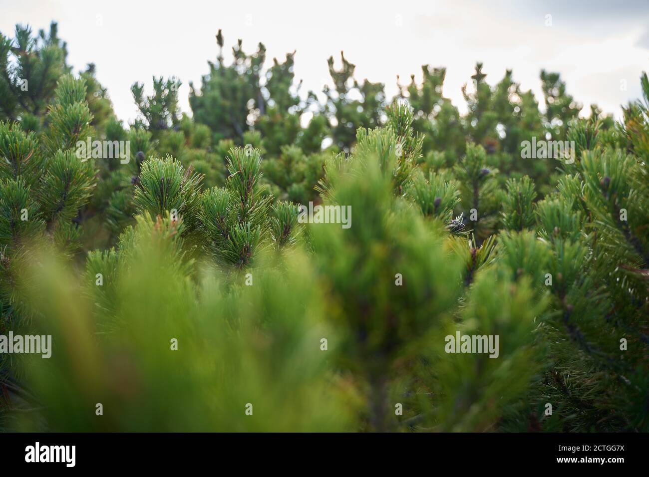 Forest of scrub mountain pines (pinus mugo) in the early autumn in the highlands Stock Photo