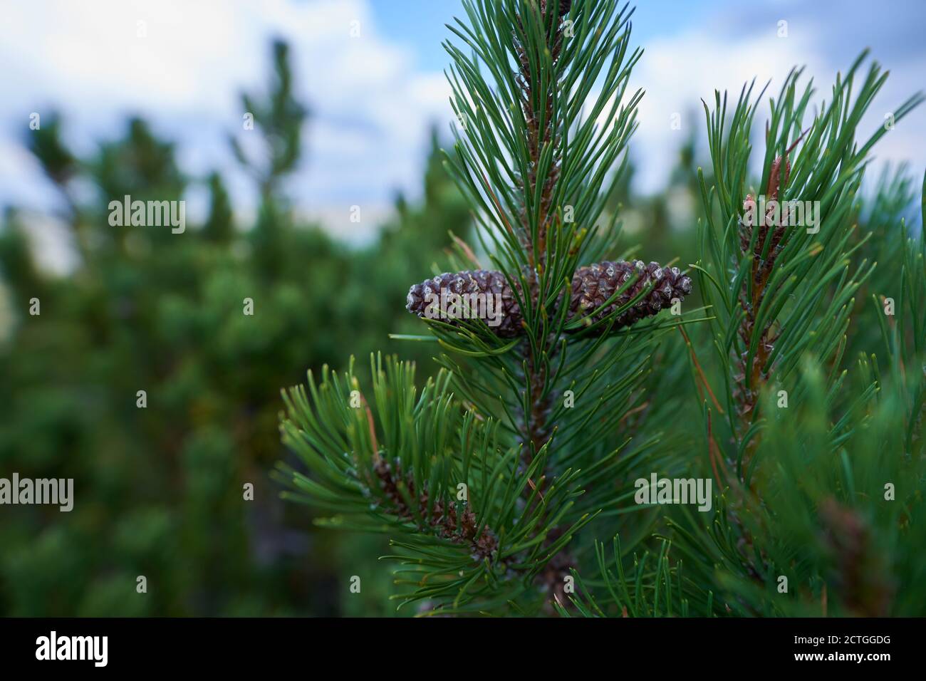 Forest of scrub mountain pines (pinus mugo) in the early autumn in the highlands Stock Photo