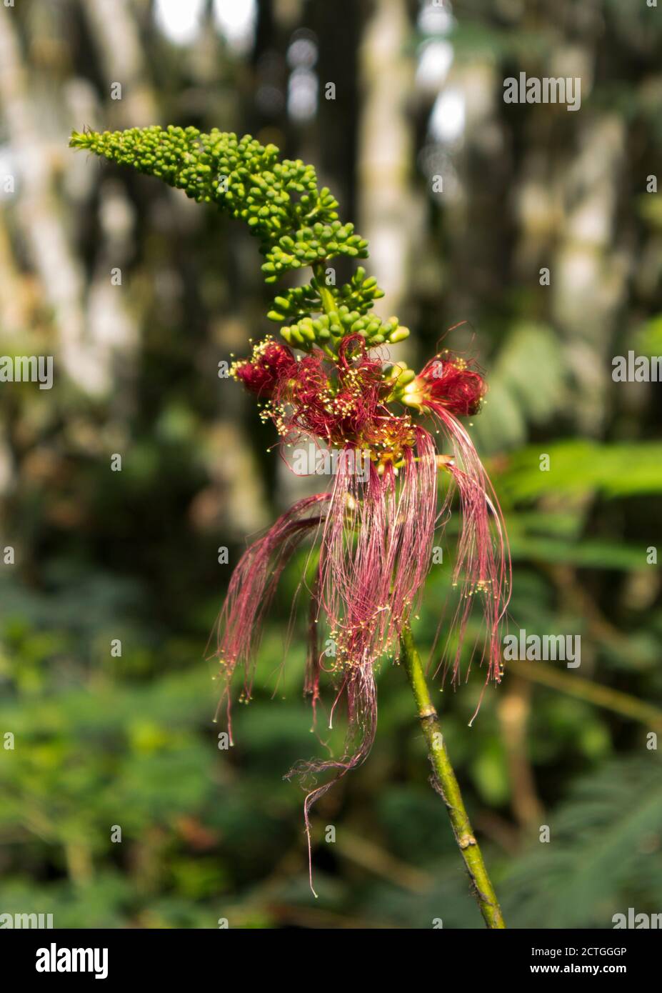 Flower of Tropical Calliandra calothyrsus from Sumatera, Indonesia ...
