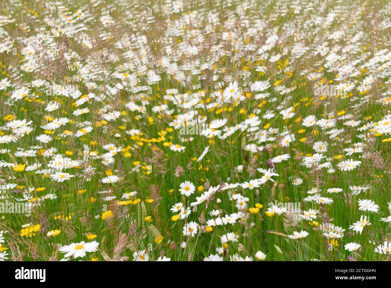 Upland hay meadow, Northumberland national park, UK Stock Photo