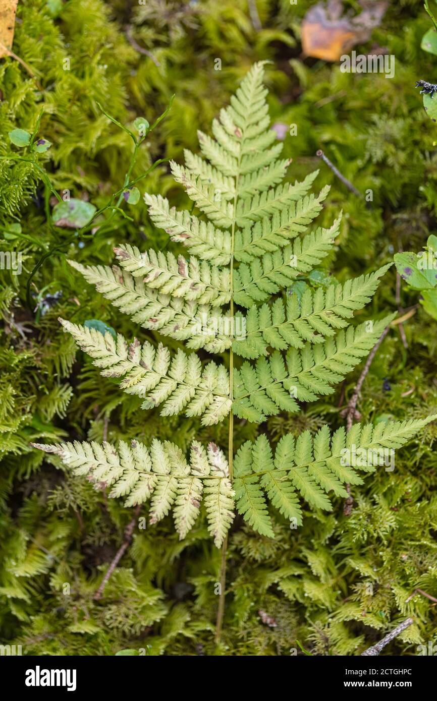High view fern hi-res stock photography and images - Alamy