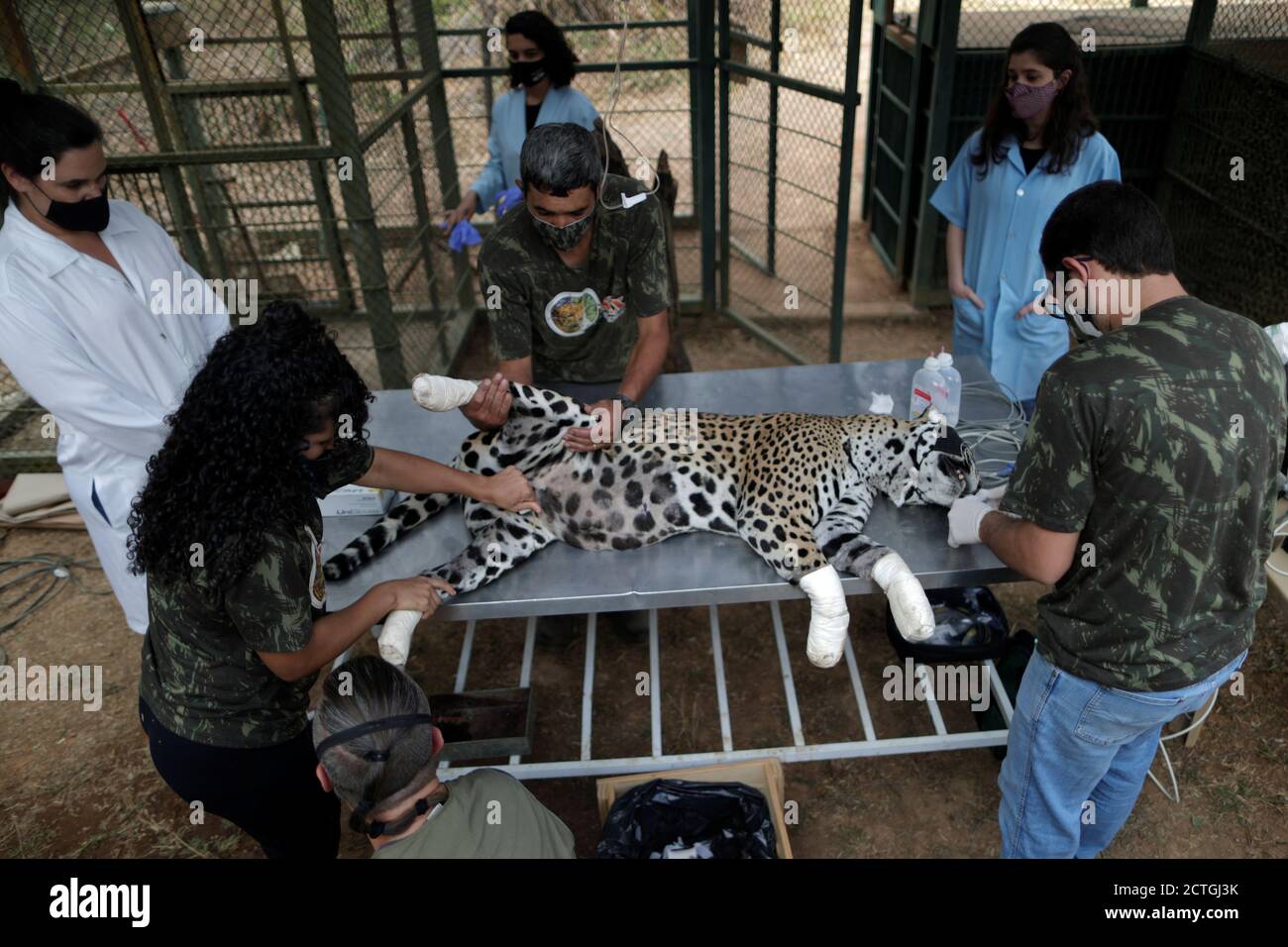 An adult female jaguar named Amanaci receives stem cell treatment on her paws after burn injuries during a fire in Pantanal, at NGO Nex Institute in Corumba de Goias, Goias State, Brazil, September 19, 2020. Picture taken September 19, 2020. REUTERS/Ueslei Marcelino Stock Photo