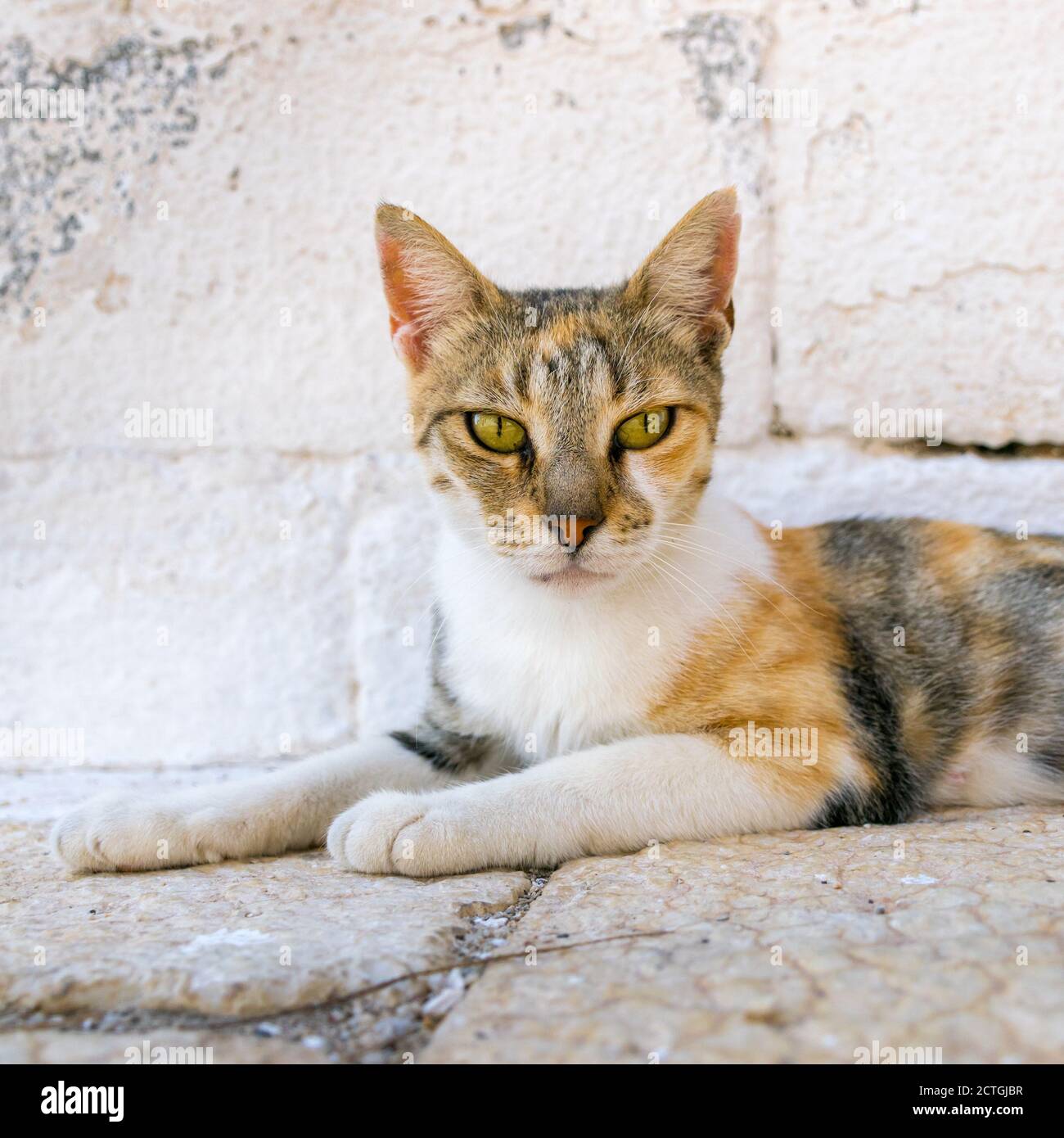 Tabby and white young cat relaxing on the white steps in Karpathos, Greece Stock Photo