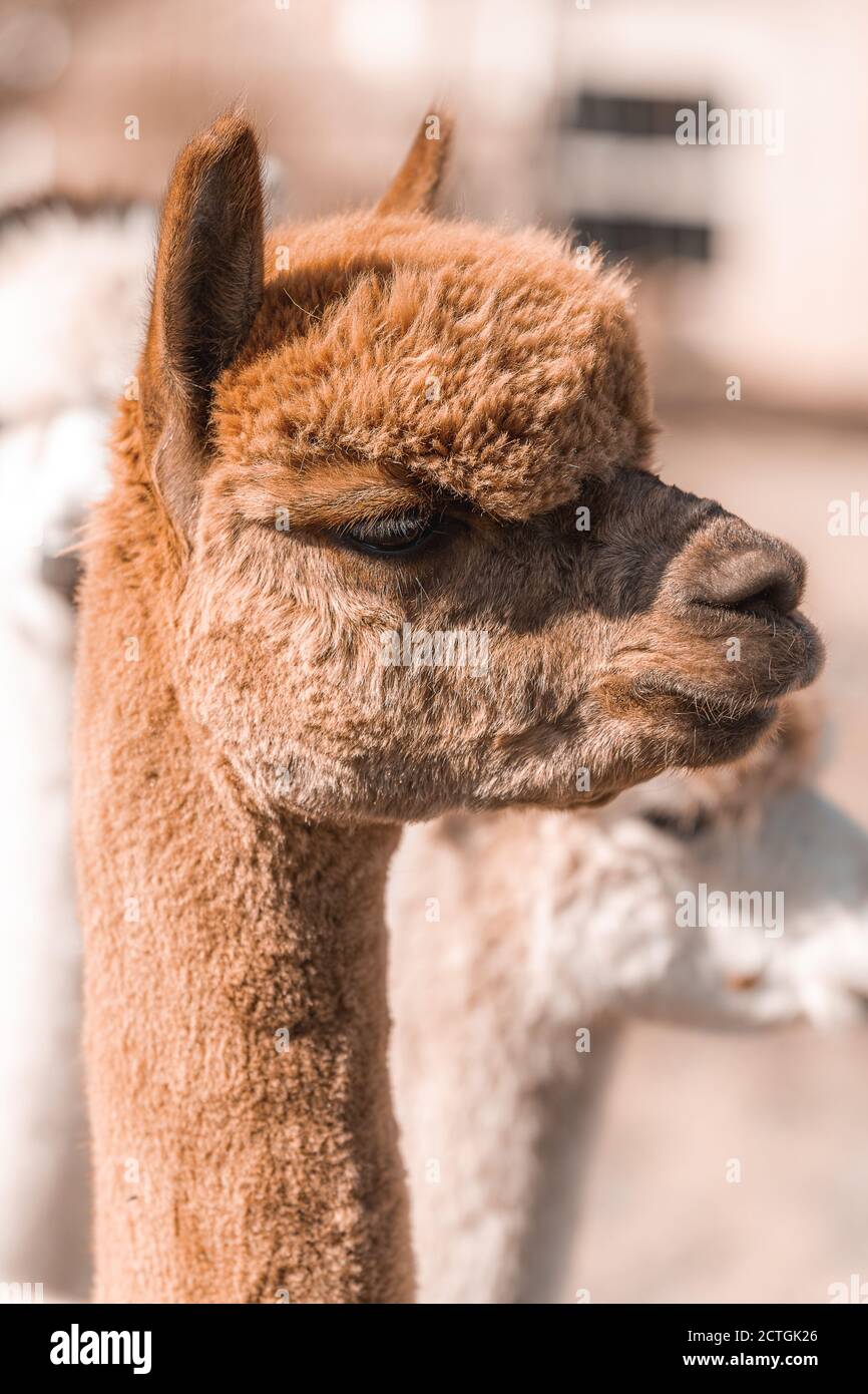 Closeup portrait of little llama. Alpaca with shallow depth of field side portrait Stock Photo