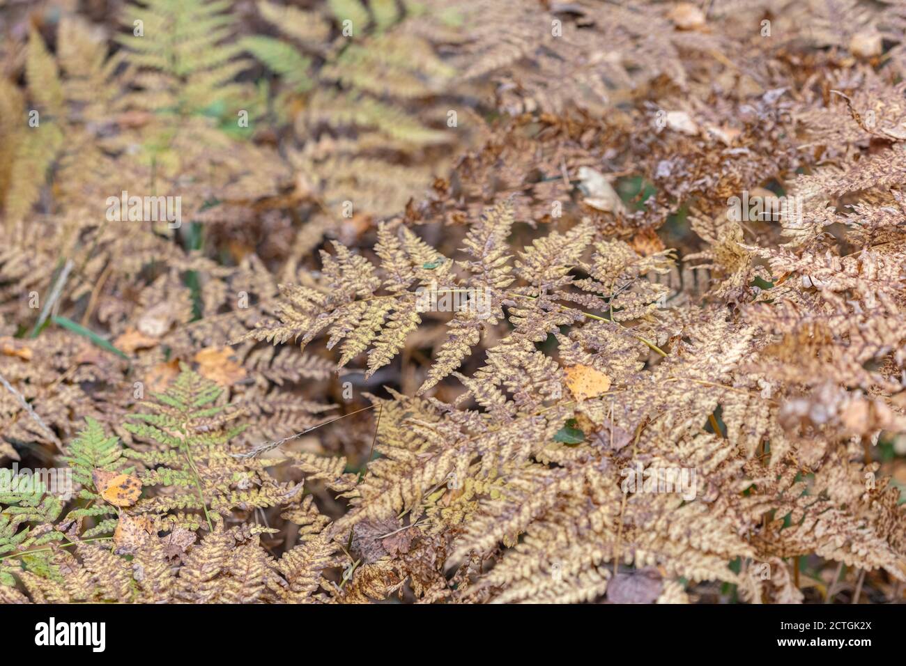 Green fern leaf, close-up, top view. Forest background. High quality photo Stock Photo