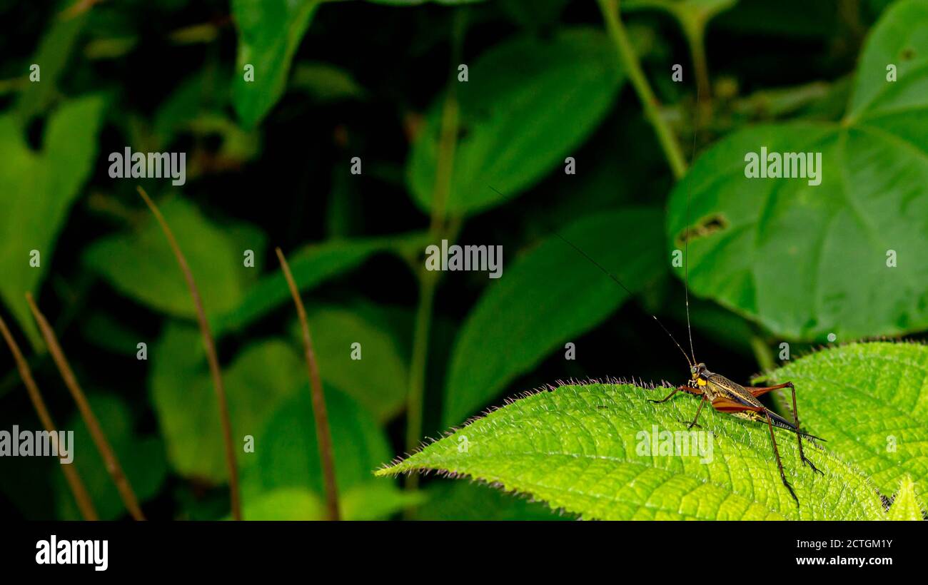 Borneo grasshopper perching on the tip of a leaf. Nature and environment background Stock Photo