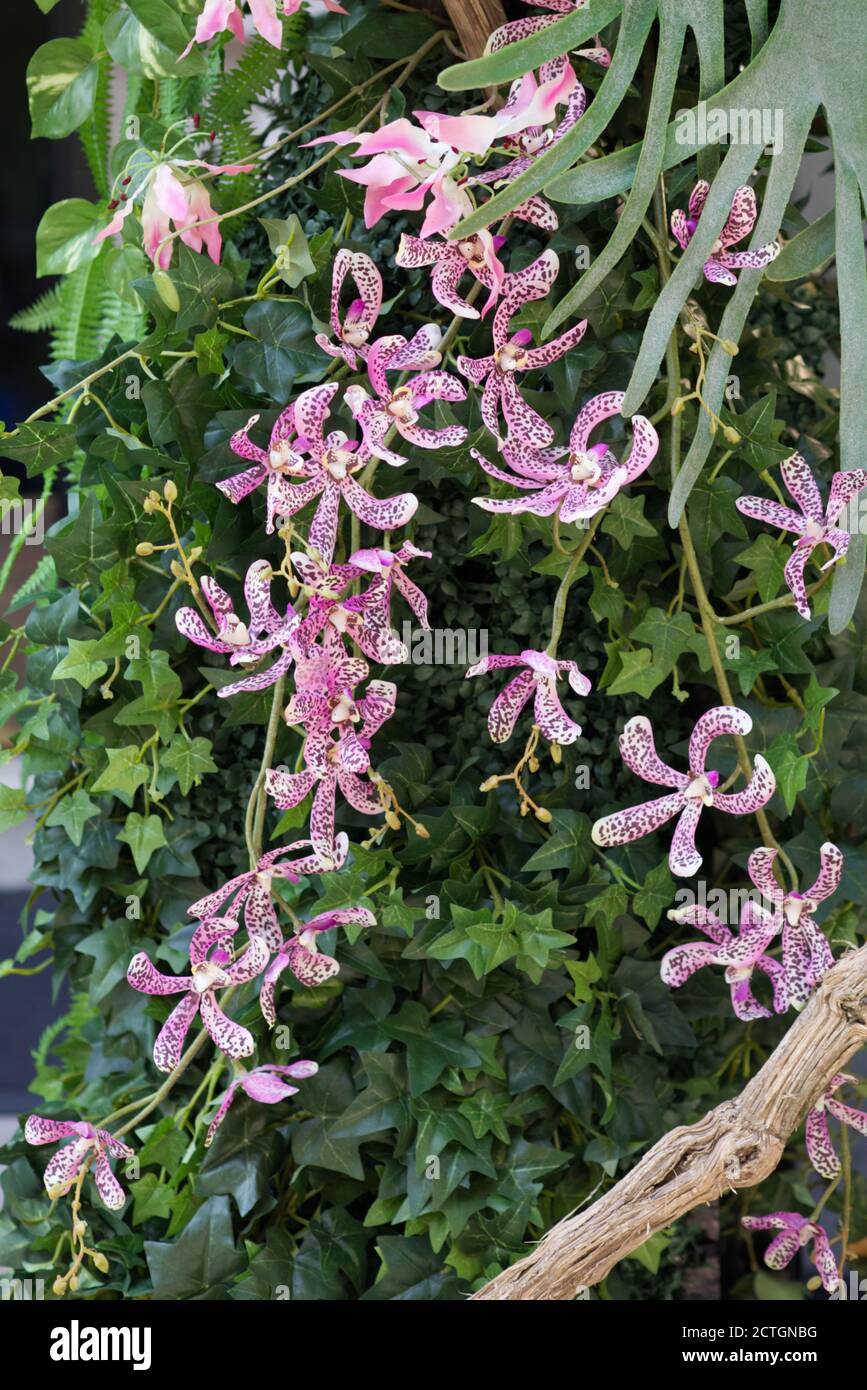 Spider orchid on display at Annabel.s in London Stock Photo