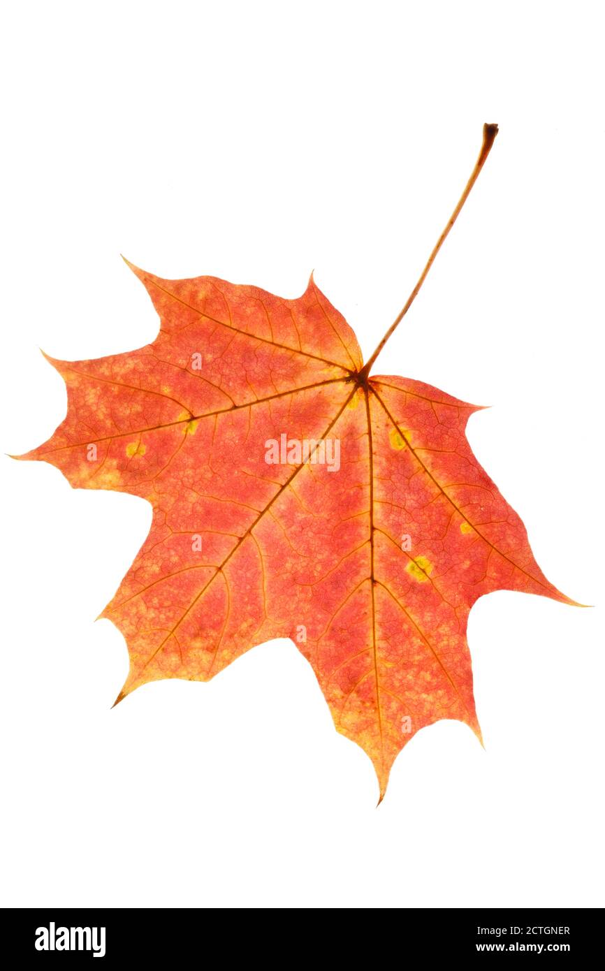 red autumn leaf isolated on white background Stock Photo - Alamy