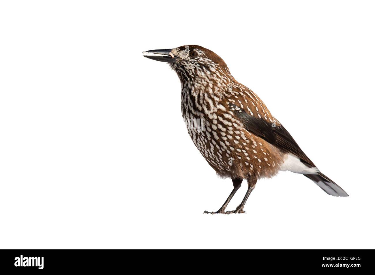 Spotted nutcracker standing in nature isolated on white background. Stock Photo