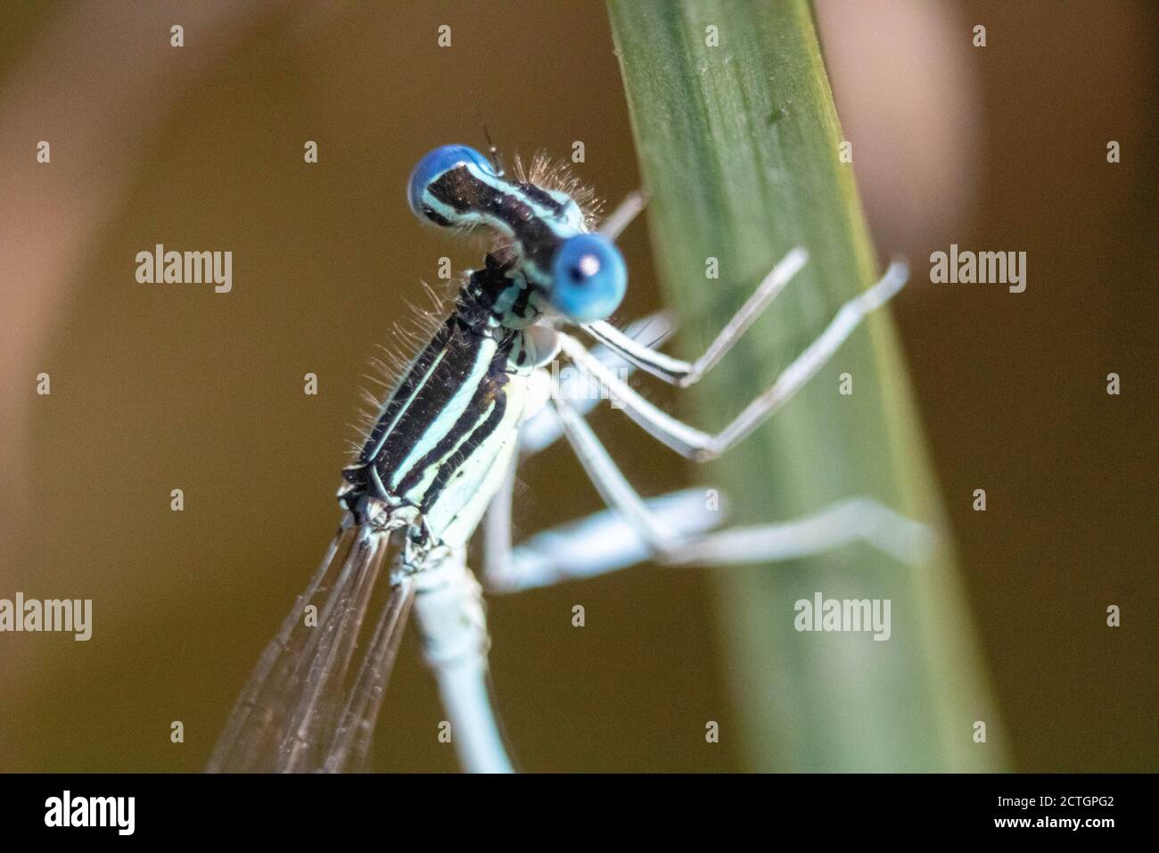 Petite libellule en macrophotographie Stock Photo