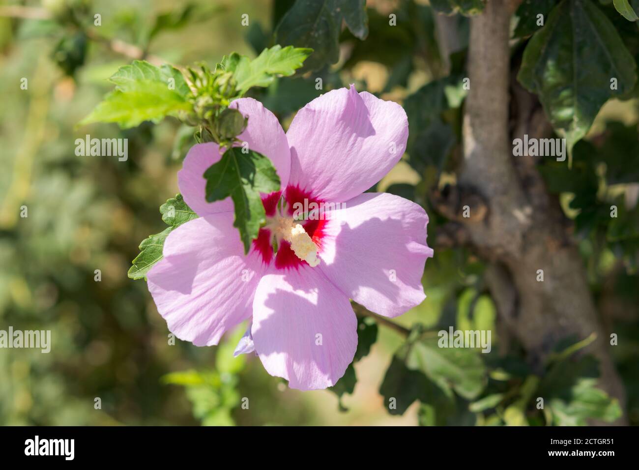 Pink hibiscus close-up in bright light. Beautiful southern tropical plant. Blurry background. Soft focus. The warm sunlight. Summer flower background. Stock Photo