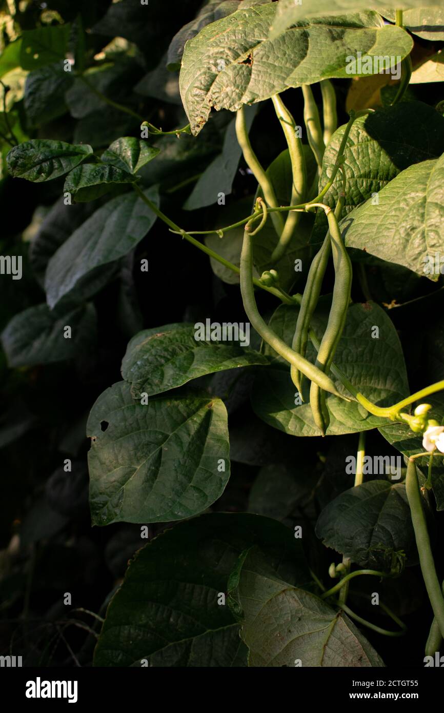 Green beans growing vertically on a trellis Stock Photo Alamy