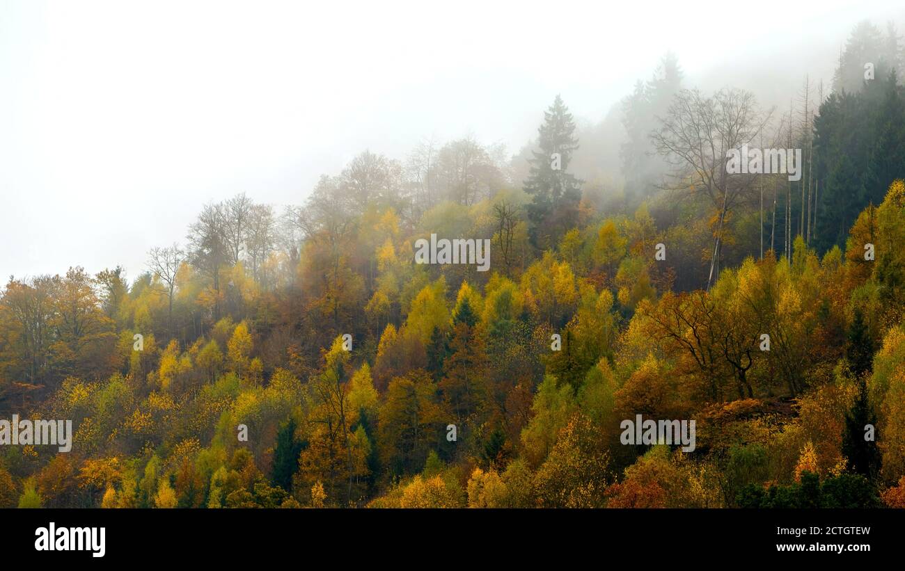 Mesmerizing view of dense forest under a cloudy sky Stock Photo - Alamy