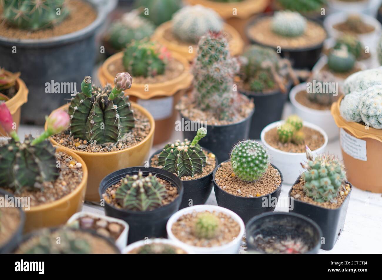 Selective focus desert plants in small plants. Succulents and cactus in different concrete pots. Home decoration. Stock Photo